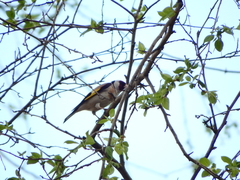 Carduelis carduelis