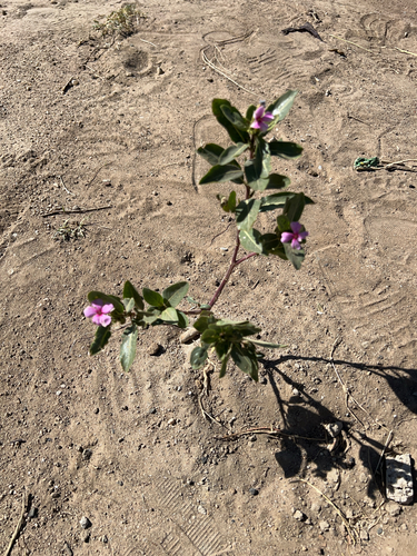 Madagascar Periwinkle