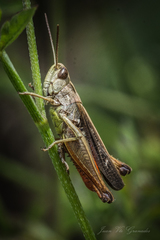 Omocestus