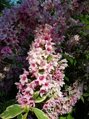 Weigela