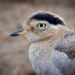 Peruvian Thick-Knee - Photo (c) Ariel Florentino, some rights reserved (CC BY-NC), uploaded by Ariel Florentino