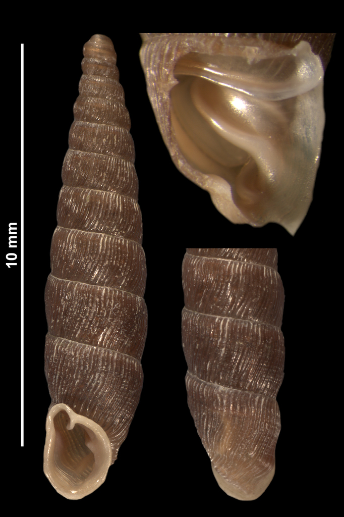 Clausilia bidentata abietina