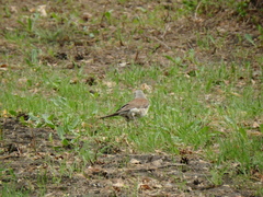 Turdus pilaris