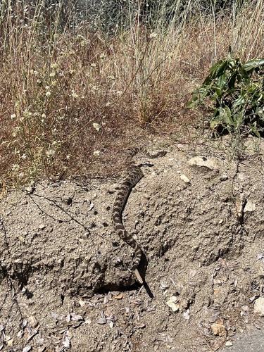 iNaturalist observation photo of Northern Pacific Rattlesnake