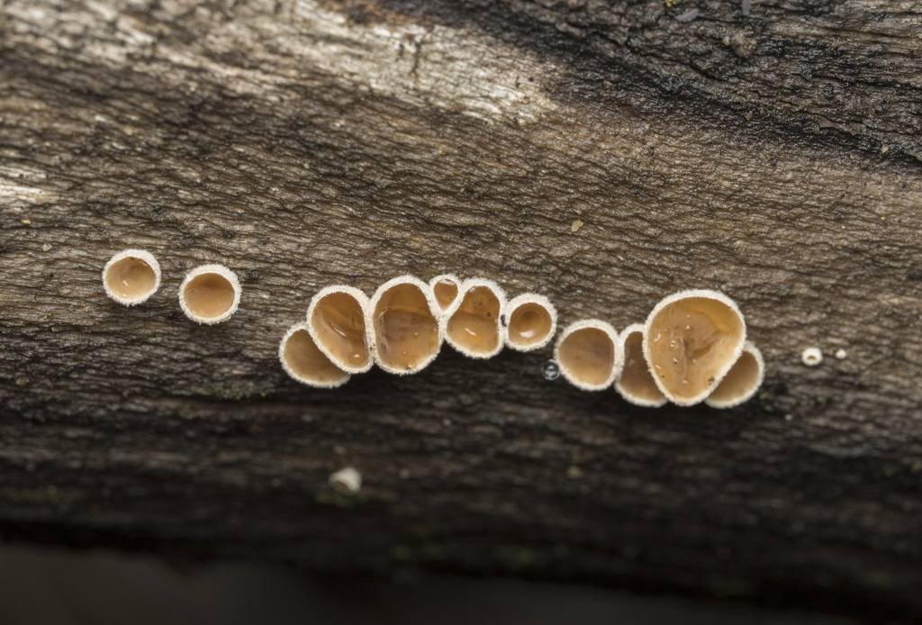 Schizophyllum amplum · June 2024 · photo: © sur_endemico (iNaturalist, cc-by-nc)
