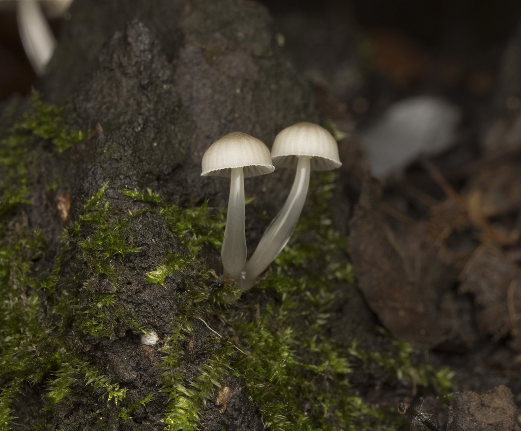 Roridomyces austrororidus · June 2024 · photo: © sur_endemico (iNaturalist, cc-by-nc)