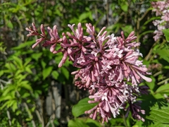 Syringa pubescens