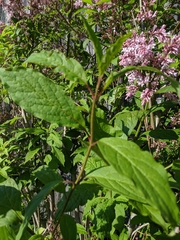 Syringa pubescens