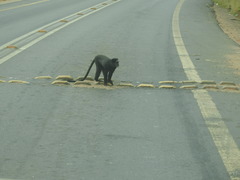 Cercopithecus mitis mitis