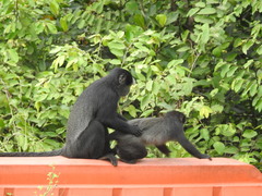 Cercopithecus mitis mitis