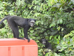 Cercopithecus mitis mitis