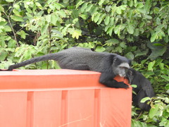 Cercopithecus mitis mitis