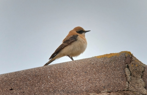 Collalba rubia occidental (Oenanthe hispanica)