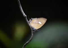 Horaga onyx