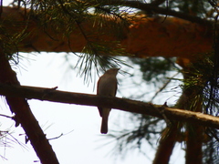 Phylloscopus collybita