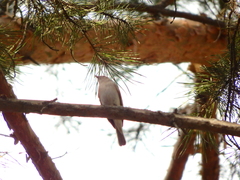 Phylloscopus collybita