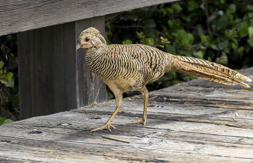 Golden Pheasant