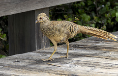 Golden Pheasant photo 4