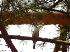 Phylloscopus collybita
