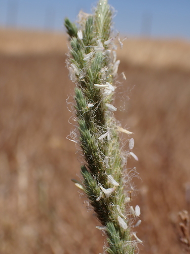 hairy Orcutt grass (Orcuttia pilosa)