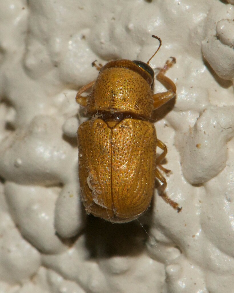 Dark-honey Creosote Pachy