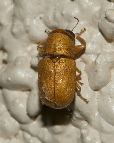 Dark-honey Creosote Pachy
