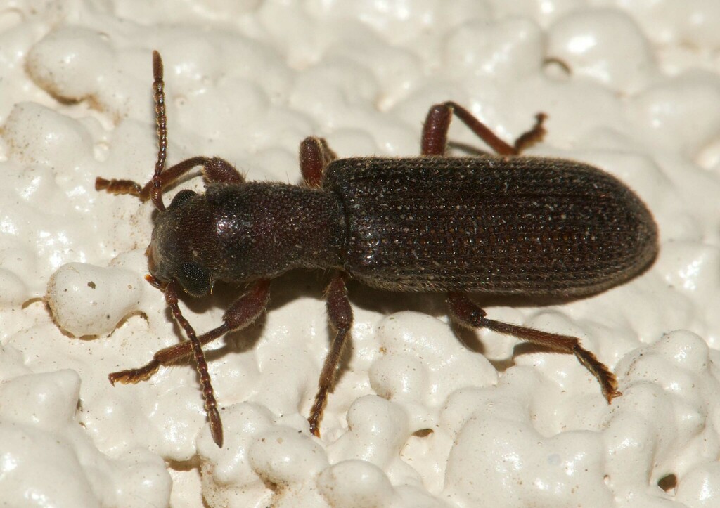 Lecontella gnara