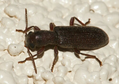 Lecontella gnara
