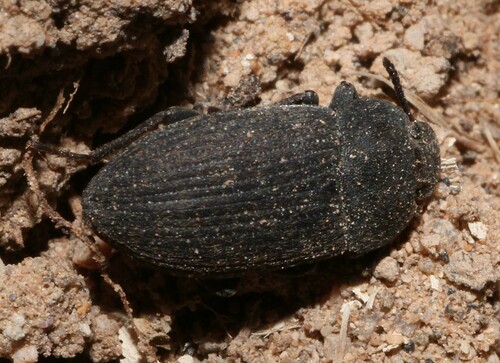 Blapstinus dilatatus, 2012-02-24