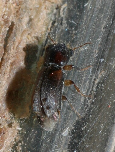 Xyloblaptus quadrispinosus