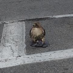 Buteo jamaicensis