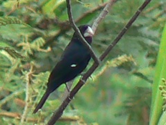 Sporophila crassirostris