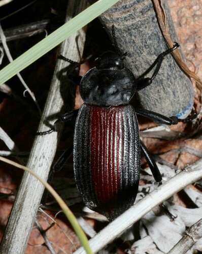 Red-backed Darkling Beetle photo 3