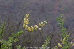 Vachellia hebeclada hebeclada