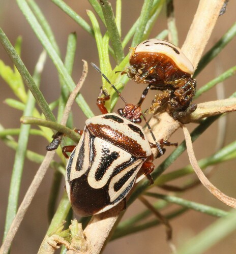 Two-spotted Stink Bug photo 5
