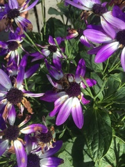 Pericallis