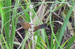 Sporophila crassirostris