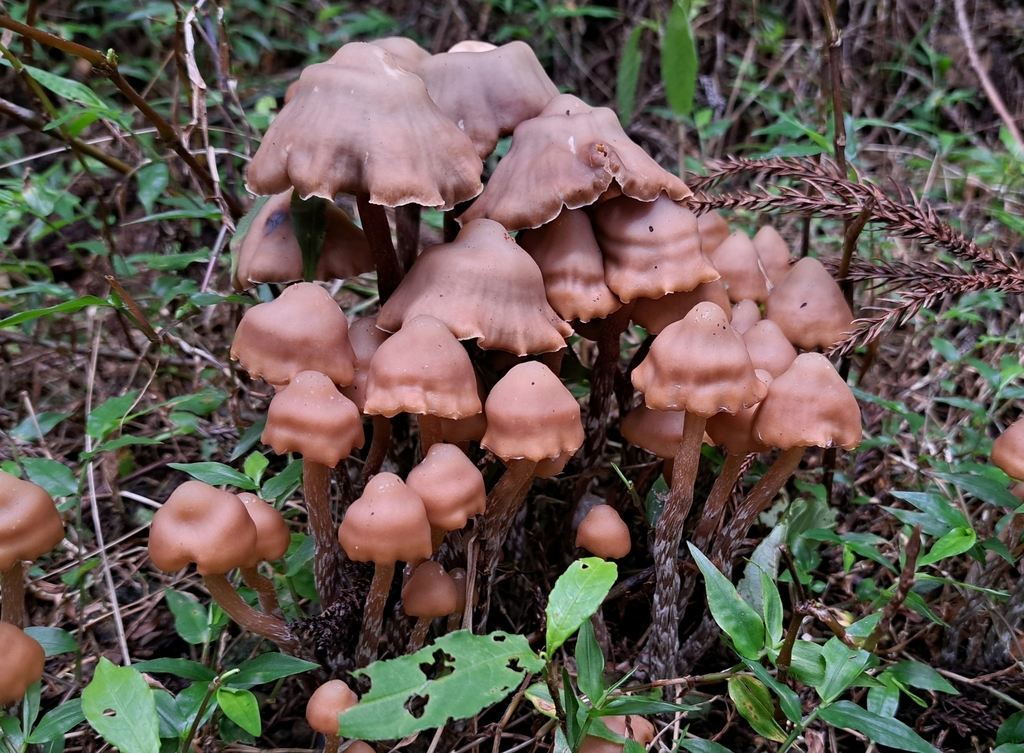 Psilocybe argentipes