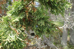 Juniperus maritima