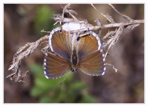Common Geranium-bronze
