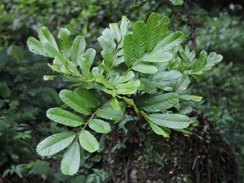 Cupania