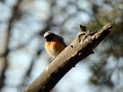 Phoenicurus phoenicurus