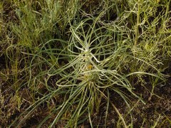 Tragopogon borysthenicus