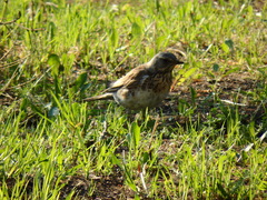 Turdus pilaris