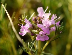 Thymus pallasianus