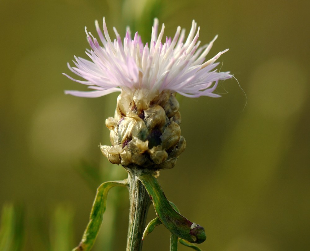 Centaurea protomargaritacea