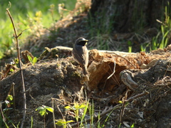 Phoenicurus phoenicurus