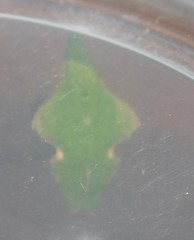 Eurytela hiarbas angustata