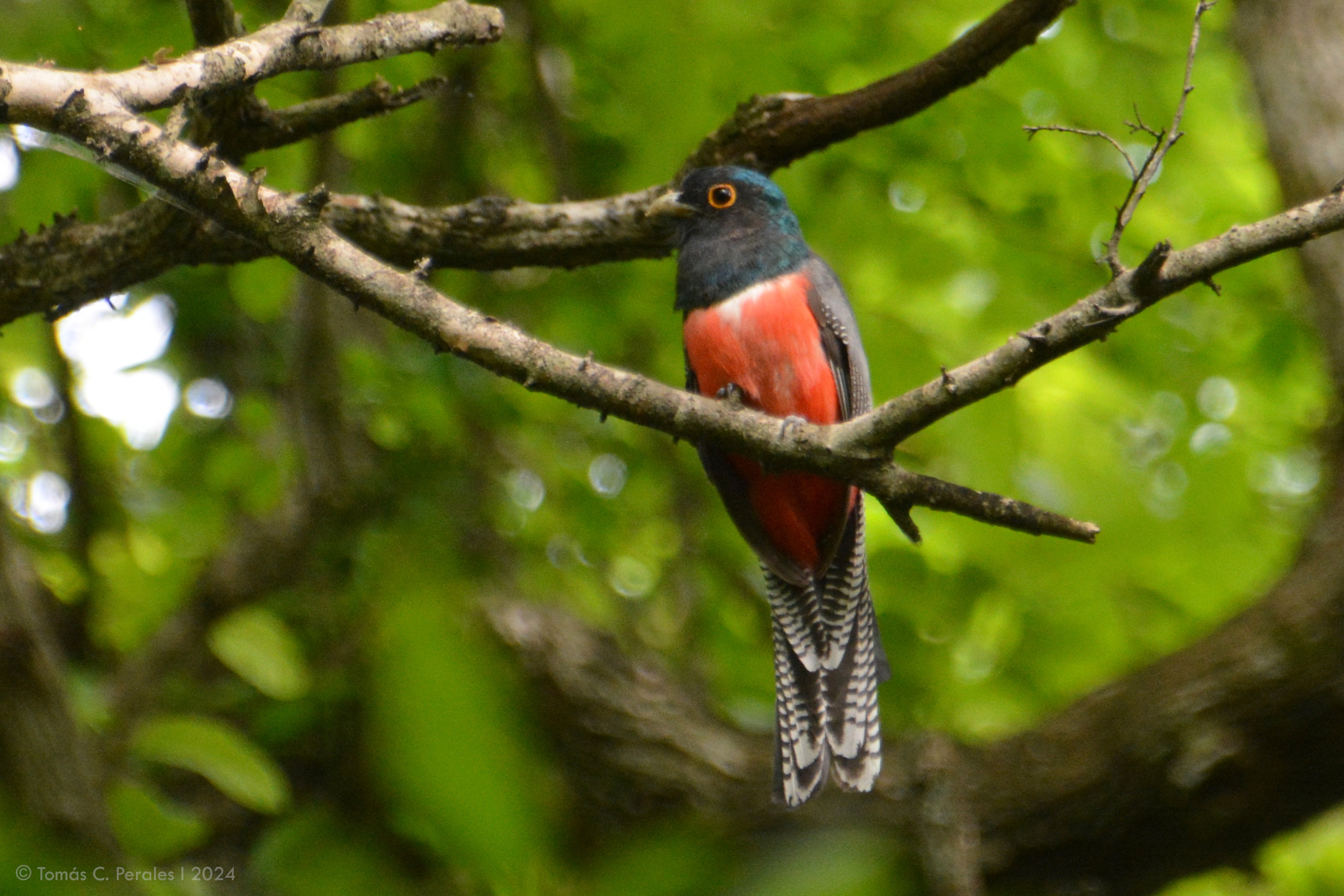 Blue-crowned Trogon illustration