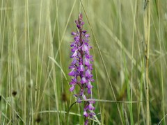 Anacamptis palustris